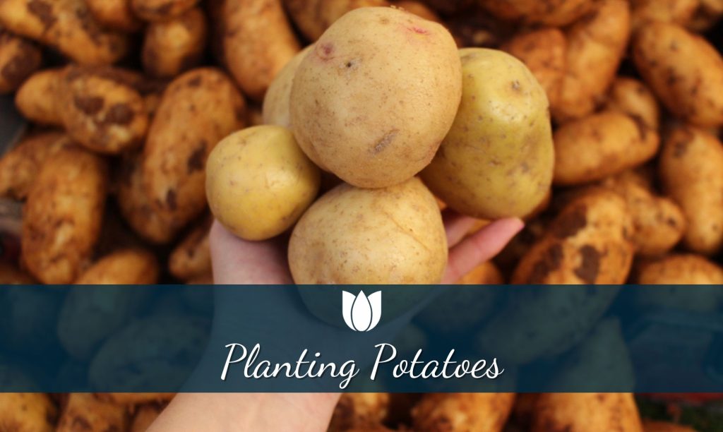 Potato Guide