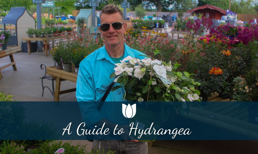 A Guide to Hydrangea