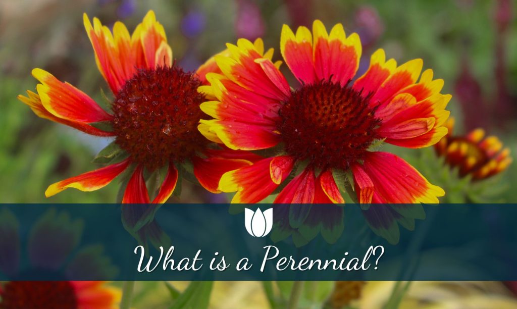 What is a Perennial?